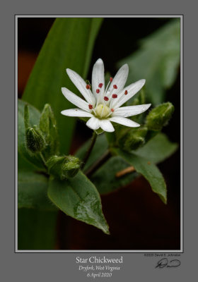 Star Chickweed.jpg