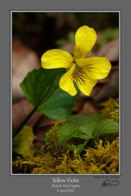 Round Leaved Yellow Violet 3.jpg