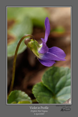 Violet in Profile.jpg