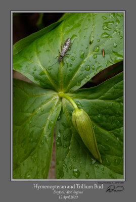 Hymenopteran Triliium Bud.jpg