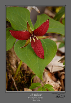 Red Trillium 1.jpg