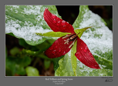 Red Trillium Spring Snow 1.jpg