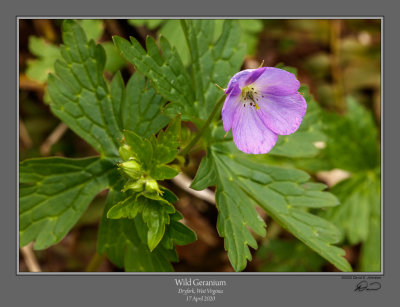 Wild Geranium 2.jpg