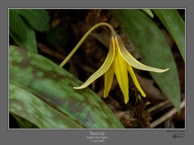 Trout Lily 1.jpg