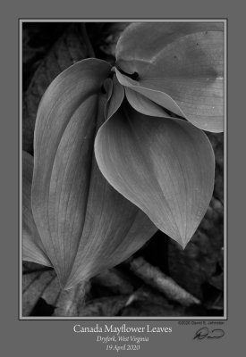 Canada Mayflower Leaves 1 BW.jpg