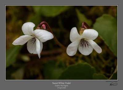 Sweet White Violet 1.jpg