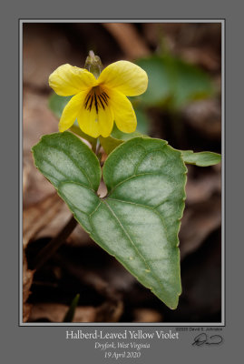 Halberd-Leaved Yellow Violet 2.jpg