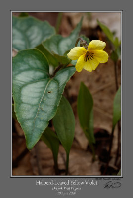 Halberd-Leaved Yellow Violet.jpg