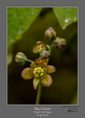 Blue Cohosh Flower 2.jpg