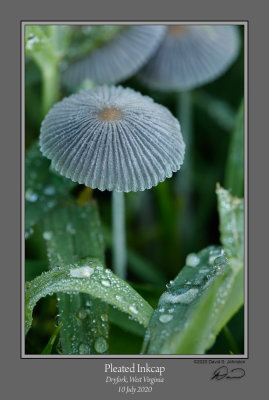 Pleated Inkcap Mushroom.jpg
