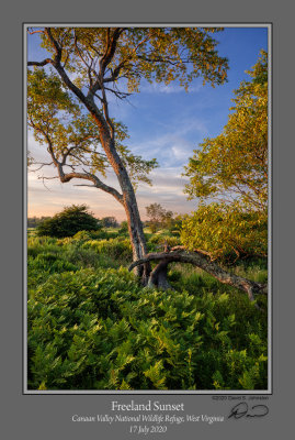 Freeland Tree Sunset.jpg