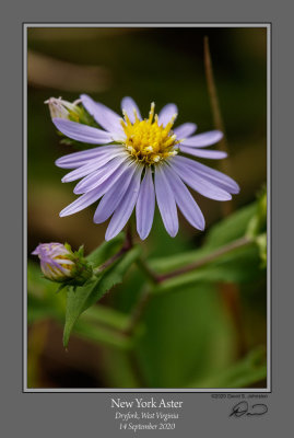 New York Aster.jpg