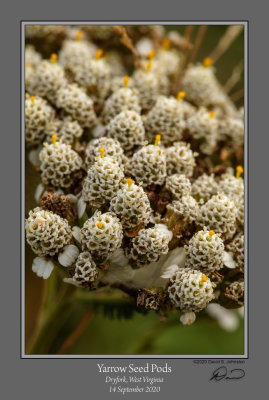 Yarrow Seed Pods.jpg