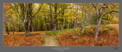 Canaan Valley Forest Autumn.jpg