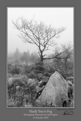 Hardy Tree Fog.jpg
