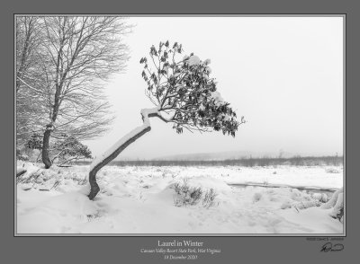 Laurel in Winter.jpg