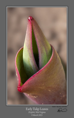 Early Tulip Leaves.jpg