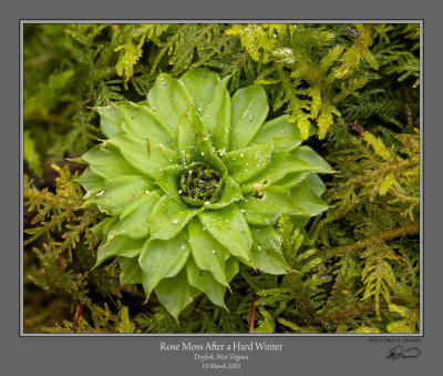 Rose Moss Hard Winter.jpg