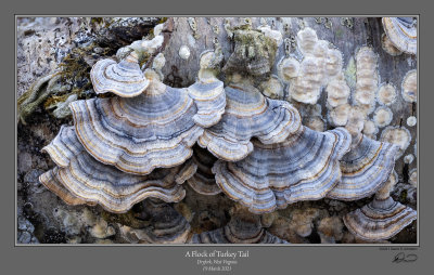 Flock Turkeytail.jpg
