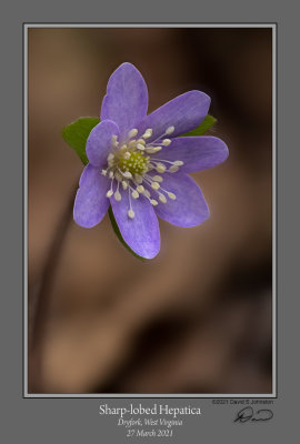 2103 Sharp-lobed Hepatica 2.jpg