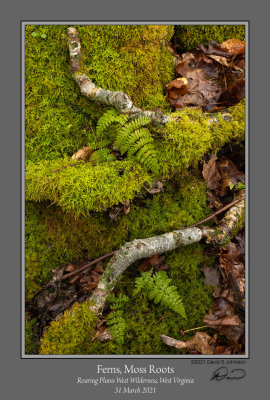 Ferns Moss Roots.jpg