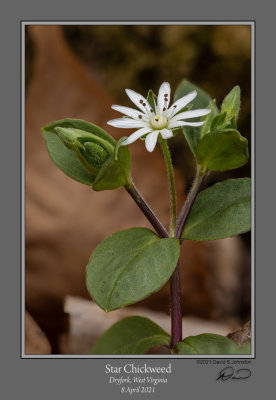 Star Chickweed 2104.jpg