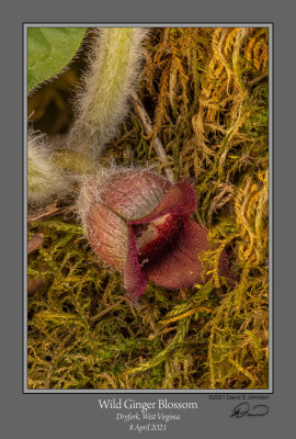 Wild Ginger Blossom 2104-1.jpg