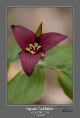 Burgundy Red Trillium 2.jpg