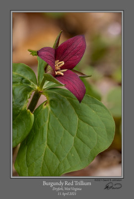 Burgundy Trillium 4.jpg