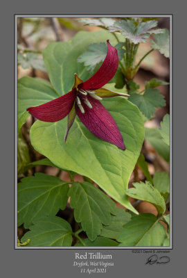 Red Trillium 1 2104.jpg