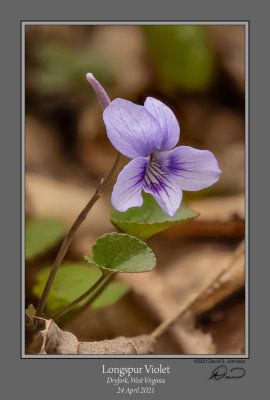 Longspur Violet 1.jpg