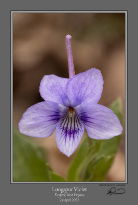 Longspur Violet 3.jpg