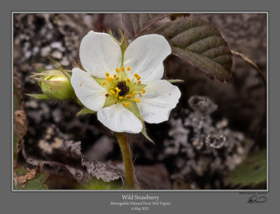 Wild Strawberry 1.jpg