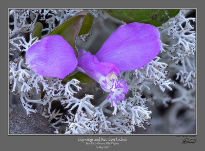 Gaywings Reindeer Lichen 2.jpg