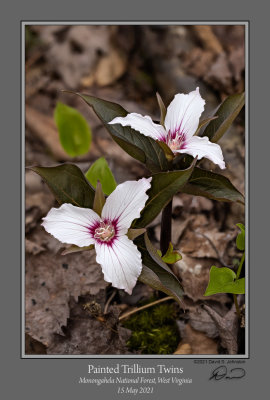 Painted Trillium Twins.jpg