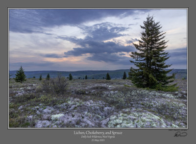 Lichen Chokeberry Spruce Dusk 1.jpg