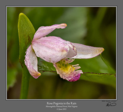 Rose Pogonia 1 Rain.jpg