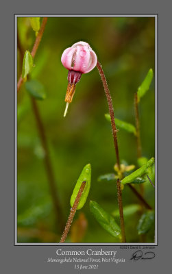 Common Cranberry Flower.jpg