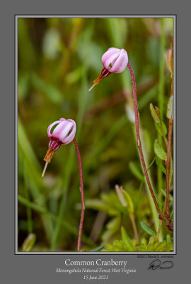 Common Cranberry Flower 2.jpg