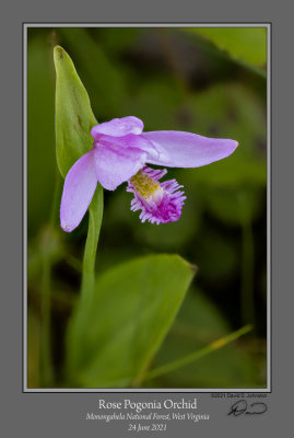 Rose Pogonia Orchid 2.jpg