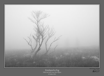Enveloped in Fog.jpg