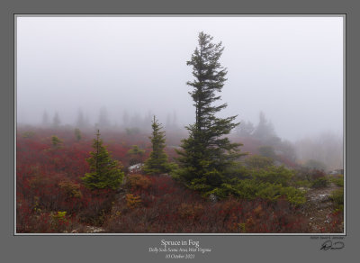 Spruce in Fog 1.jpg