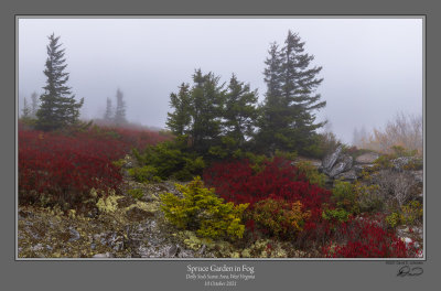 Spruce Garden Fog 1.jpg
