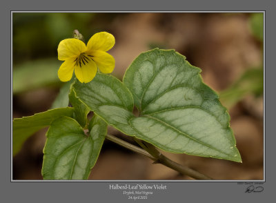 Halberd Leaf Yellow Violet 1.jpg