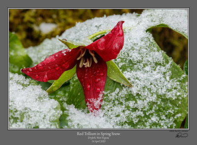 Red Trillium Spring Snow 2.jpg
