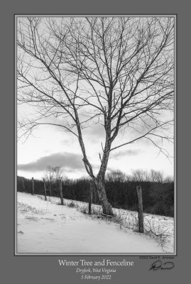 Winter Tree Fenceline.jpg