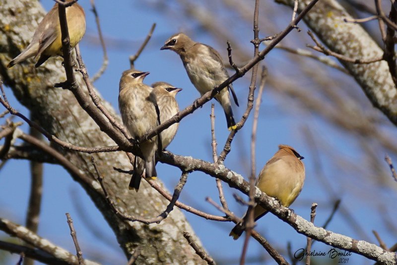 Jaseur dAmrique (Cedar Waxwing)