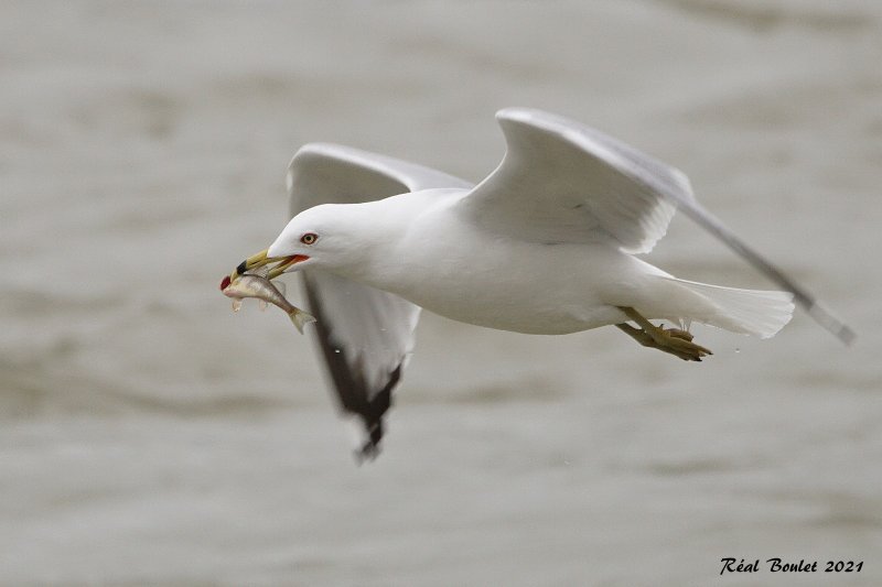 Goland  bec cercle (Ring-billed Gull)