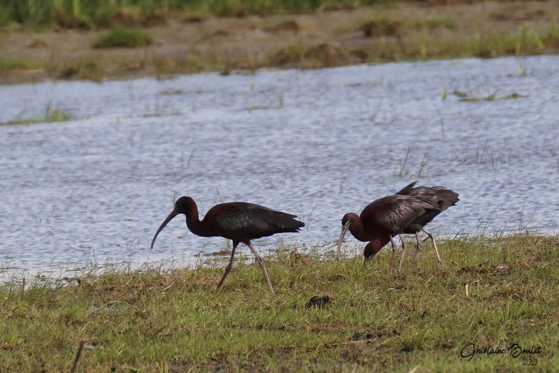 Ibis falcinelle (Glossy Ibis)