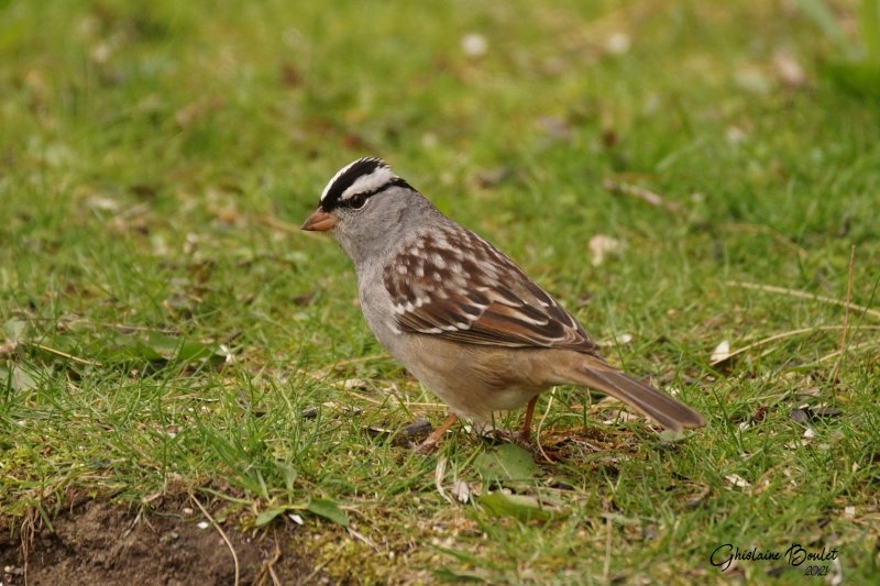 Bruant  couronne blanche (White-crowned Sparrow)